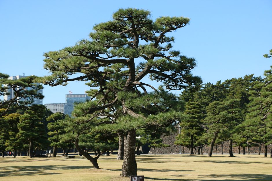 Pine trees standing in a park in late winter — timing matters when trimming pine trees in Surrey BC
