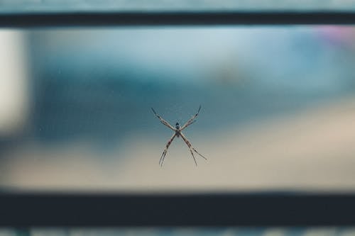 Крупным планом фото паука
