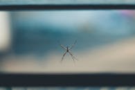 蜘蛛网的彩色特写，背景模糊