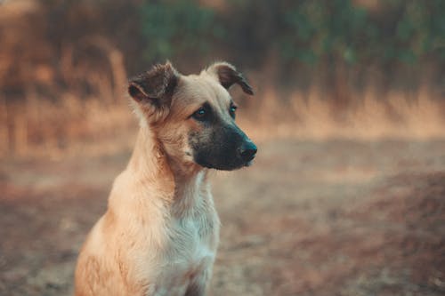 Free White and Black Short Coated Dog Sitting on Brown Field Stock Photo