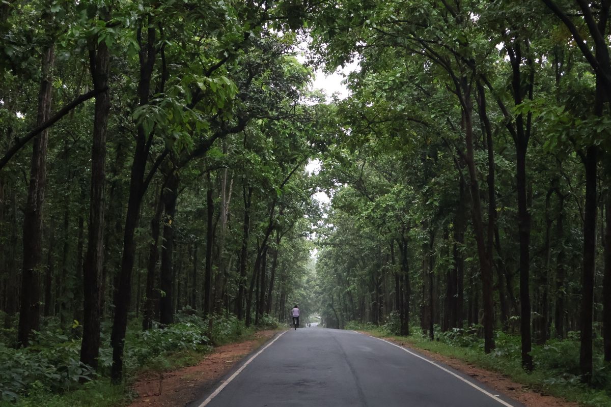 Cyclist riding into a quiet green forest road beneath a canopy of trees