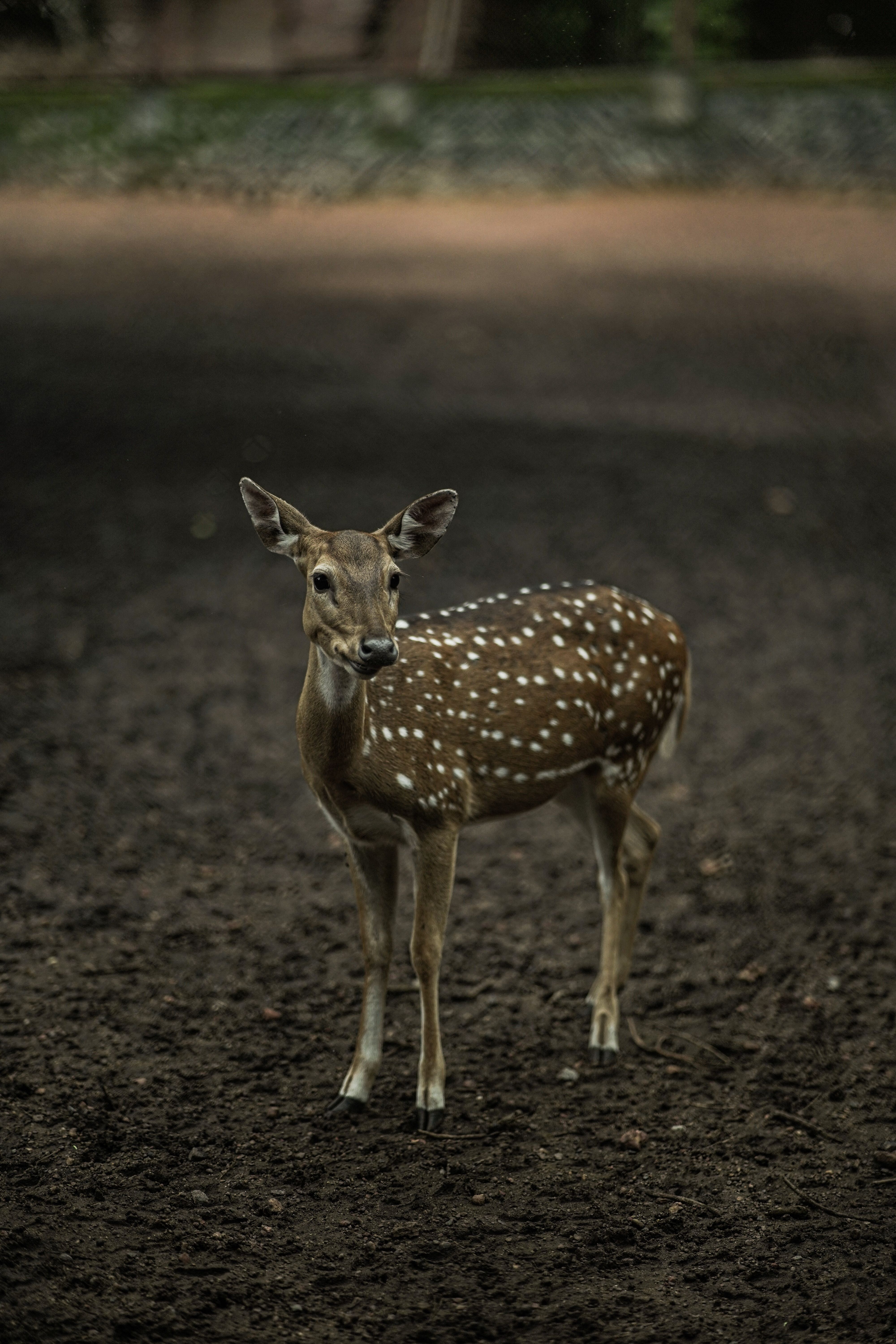 Roe Deer with Spotted Coat Standing on Ground · Free Stock Photo