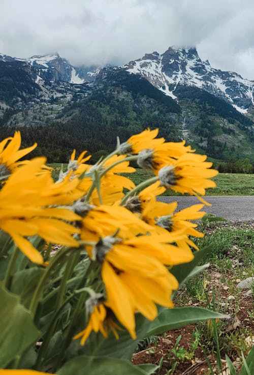 Základová fotografie zdarma na téma čerstvý, detail, hory