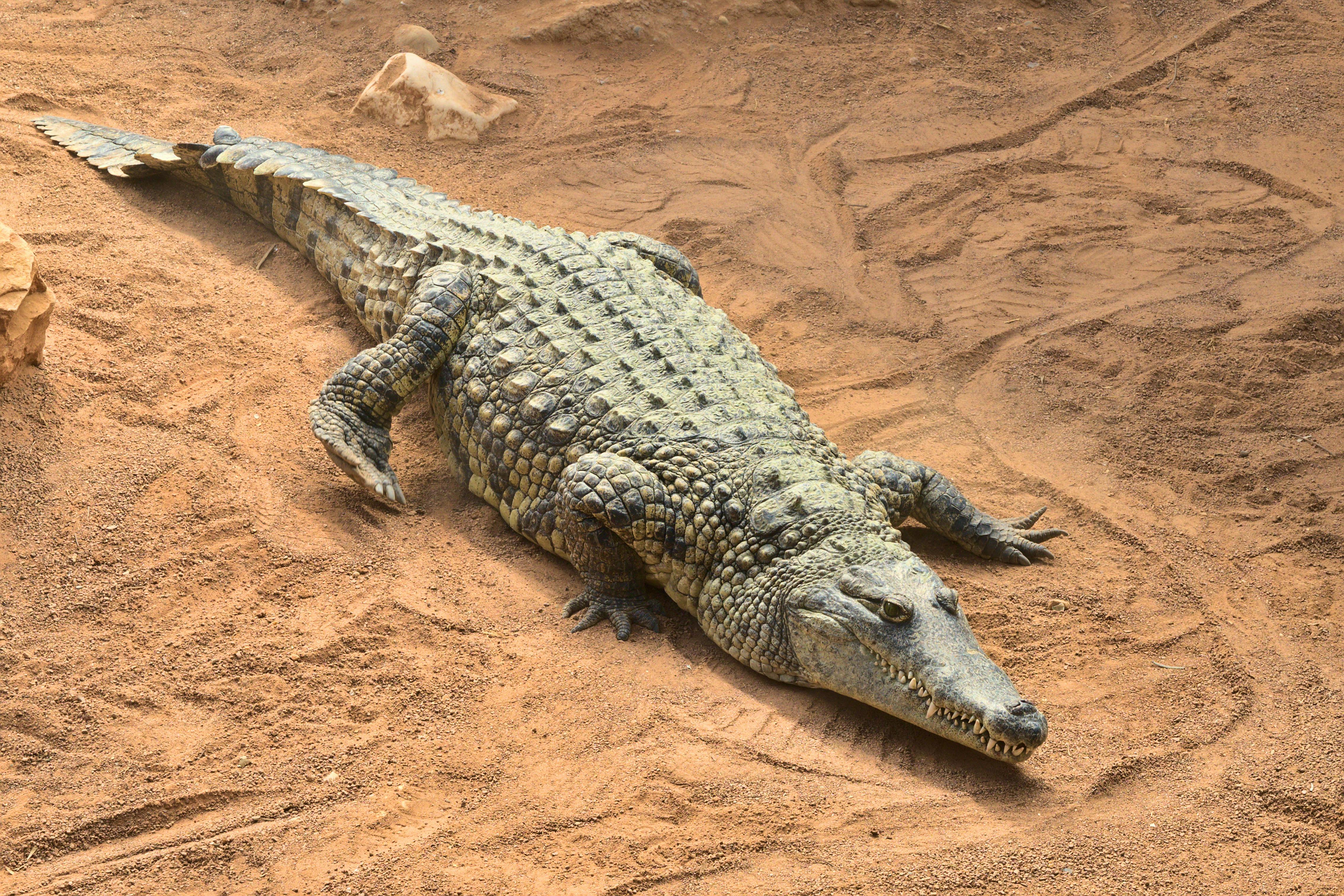 23 Nilo Crocodile Stock Photos, High-Res Pictures, and Images