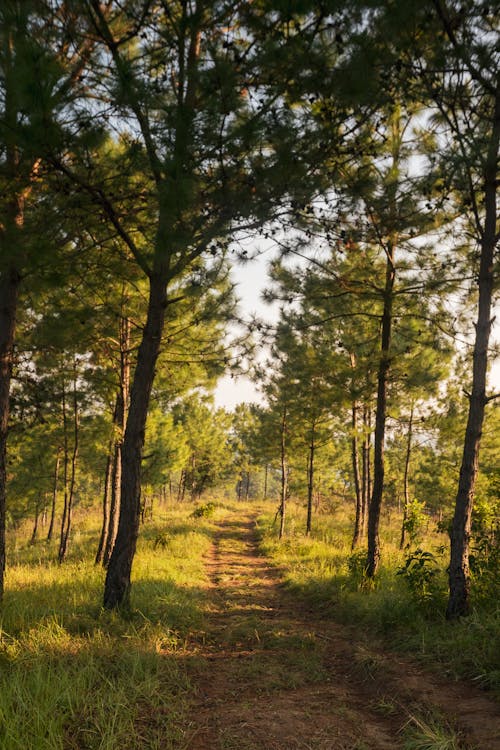 A Path in a Forest