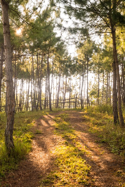 View of a Forest 