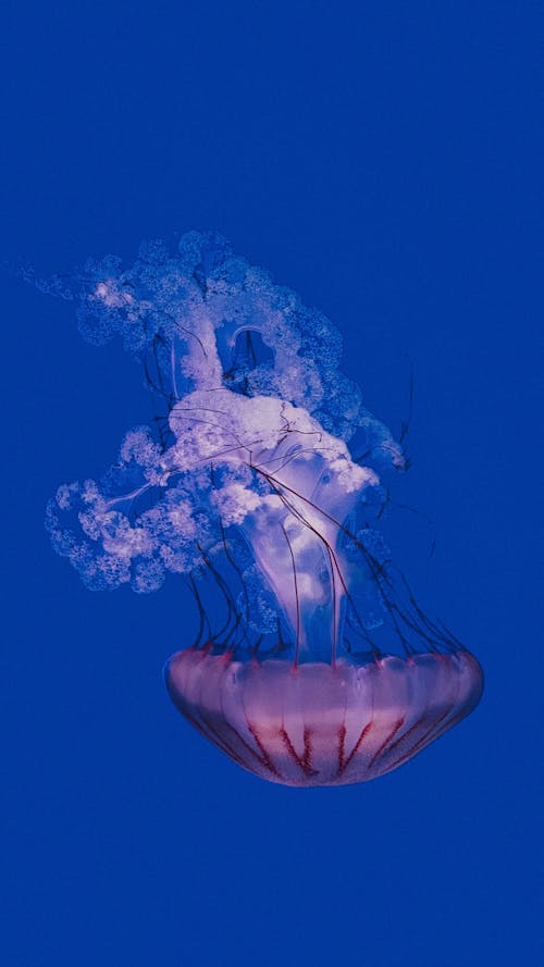 Fotobanka s bezplatnými fotkami na tému fotografie zvierat žijúcich vo voľnej prírode, medúza, pod vodou