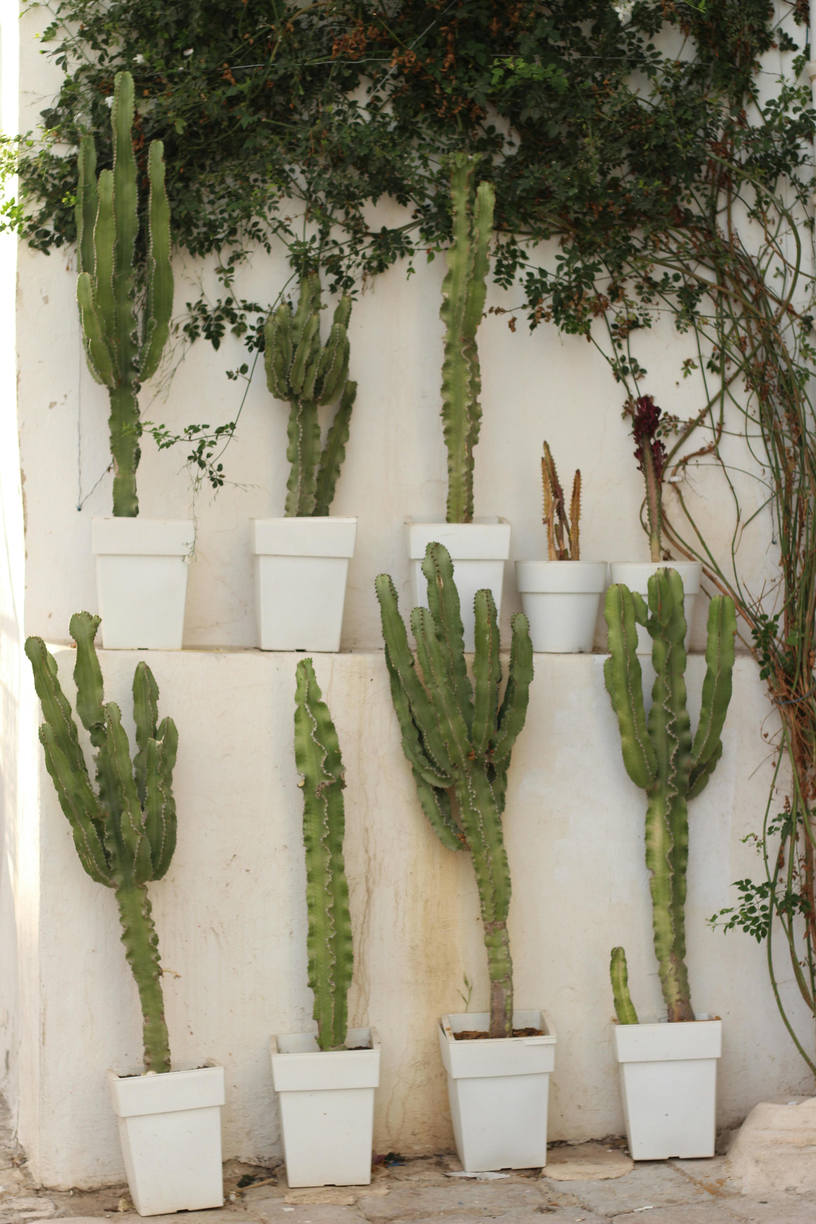 Vertical arrangement of cacti and ivy on white wall in Tunis, Tunisia.