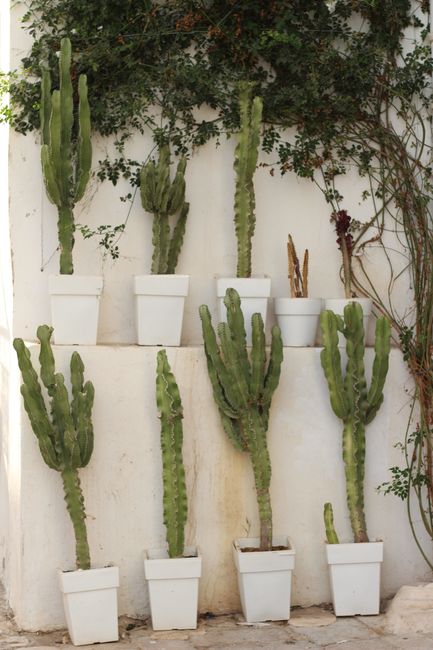 Vertical arrangement of cacti and ivy on white wall in Tunis, Tunisia.