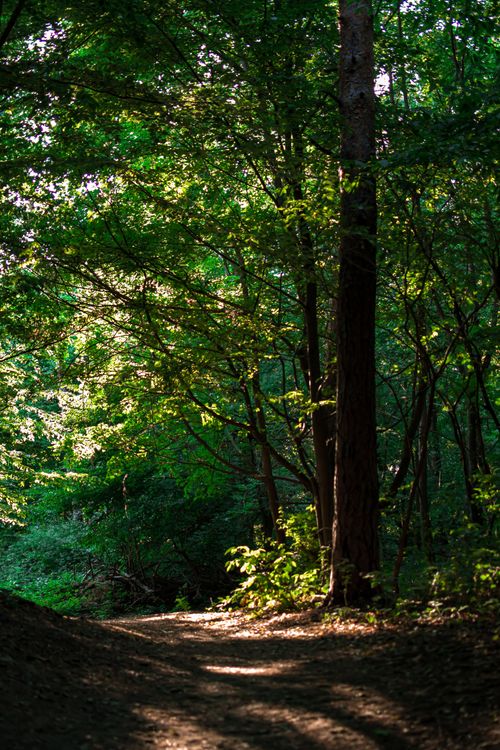 Free A tranquil forest path surrounded by lush, sunlit trees, offering a serene escape. Stock Photo
