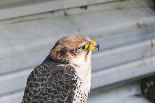 Základová fotografie zdarma na téma jestřáb, krásný, orel