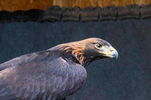 Free Dramatic close-up portrait of a golden eagle with a dark background Stock Photo
