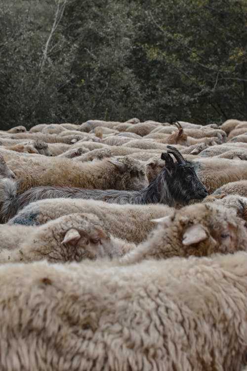 Bunch of Sheep