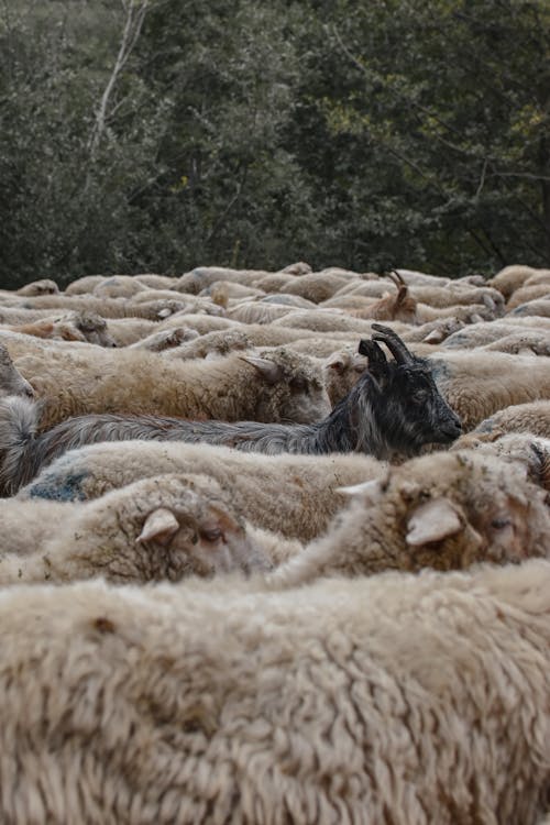 Imagine de stoc gratuită din agricultură, animale domestice, bovine