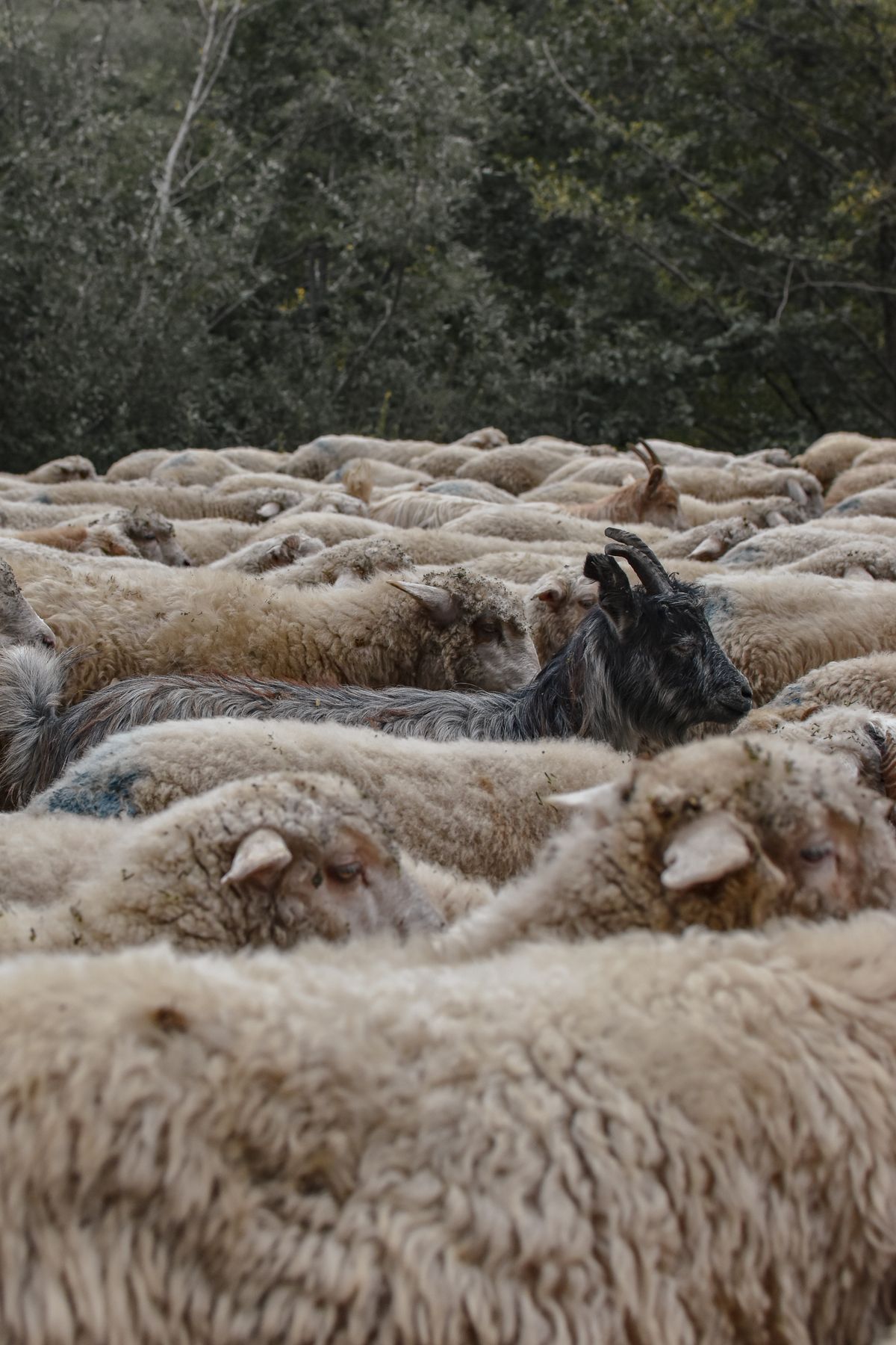 Photography Of Sheep · Free Stock Photo
