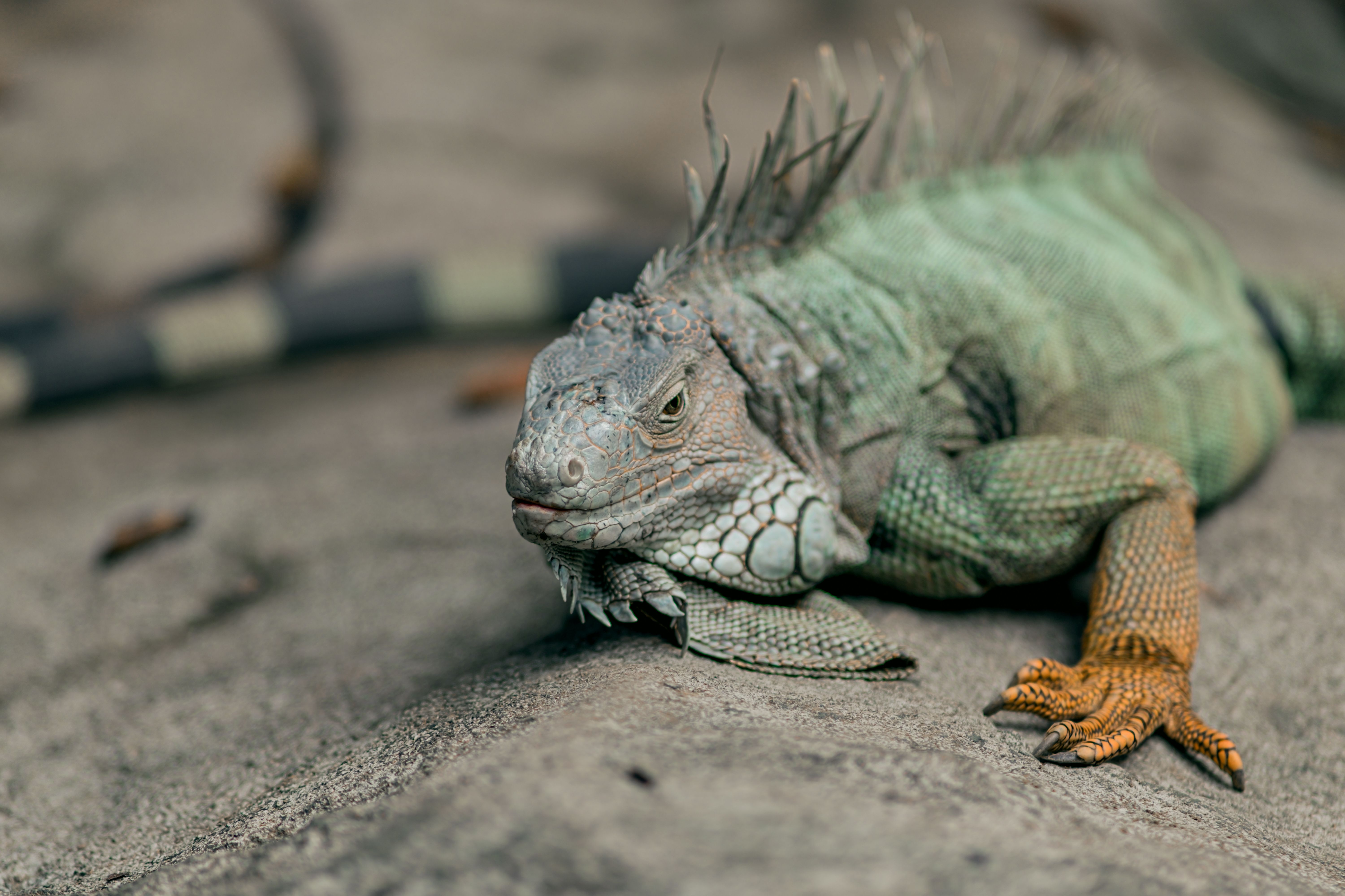 How To Take Great Care Of Your Pet Iguana