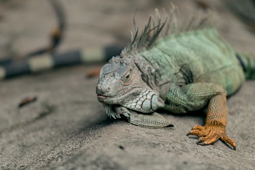 Immagine gratuita di camuffamento, fotografia di animali, fotografia naturalistica