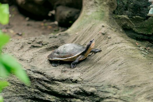 Walking New Guinea Snapping Turtle