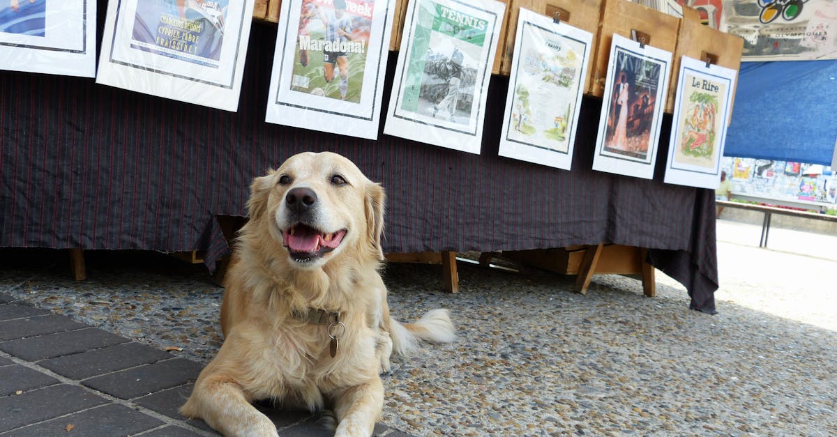 Free stock photo of dog, happy, labrador