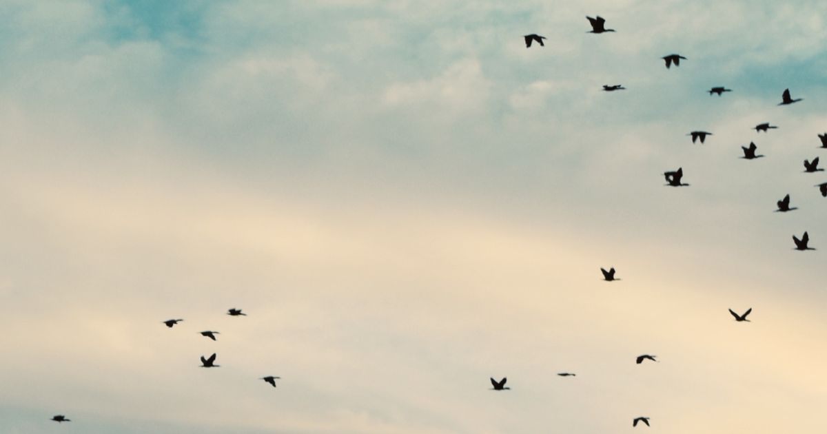 Crow vs. the Flock: Why Marketers Are Choosing Crow Over Other Landing Page Builders