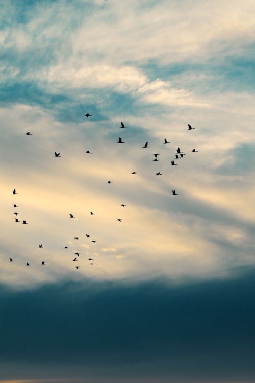 Birds Flying against a Cloudy Sky 