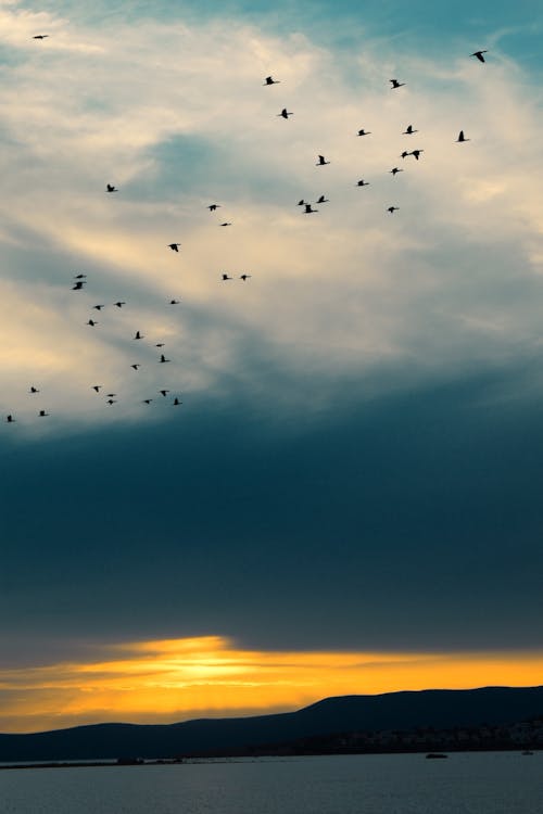 dikey atış, gün batımı, hayvanlar içeren Ücretsiz stok fotoğraf