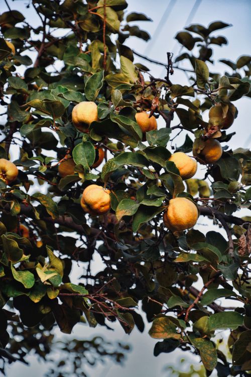 Free A lush citrus tree laden with ripe fruits, captured outdoors in daylight. Stock Photo