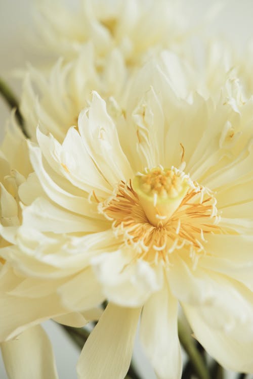 Immagine gratuita di avvicinamento, bianco, fiore