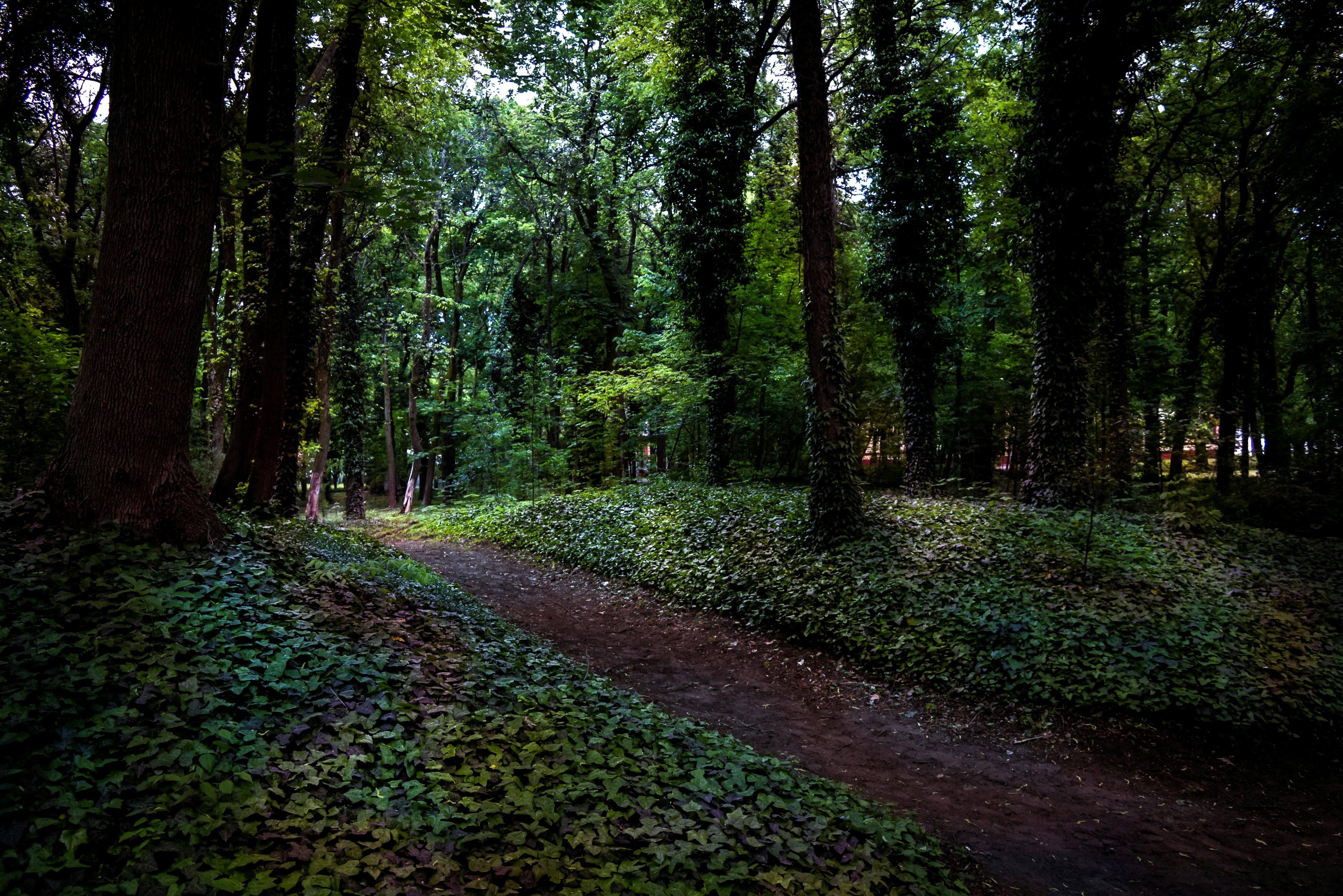 Free stock photo of forests, glade, green