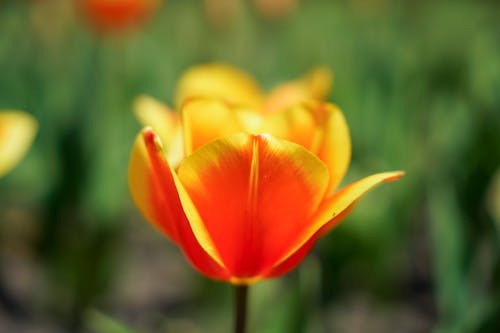 Gratis arkivbilde med blomst, blomstre, flora