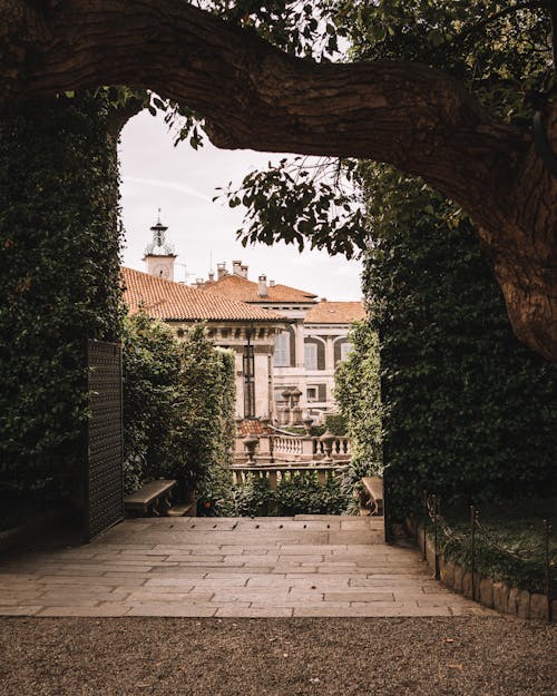 Tree over Pavement Alley in Town