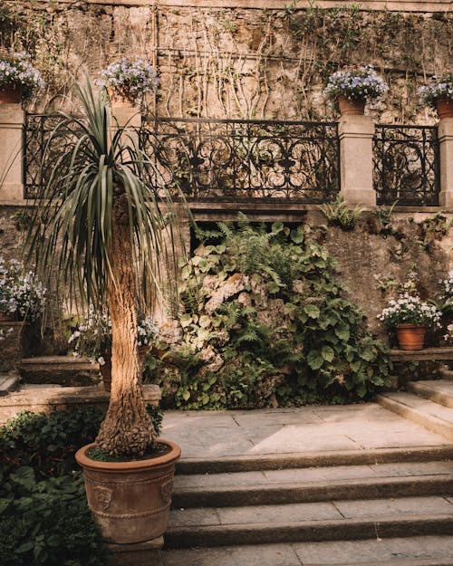 Tree and Plants on Pavement in Town