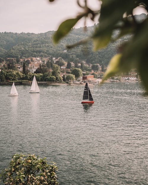 Sailboats Sailing on River by Town