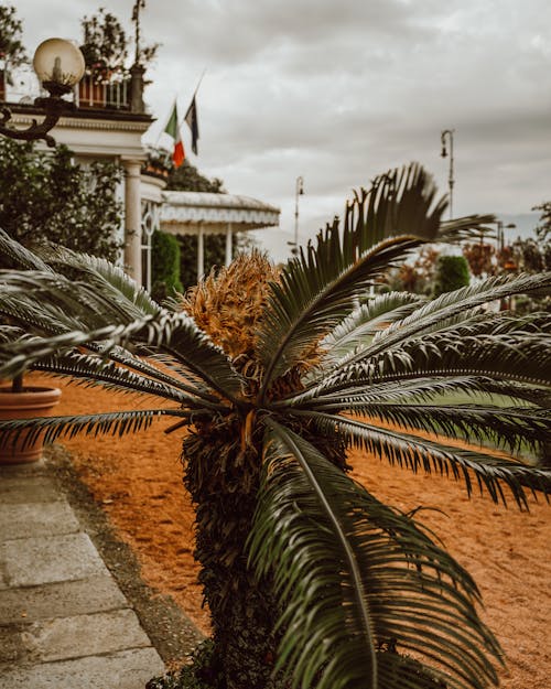 Close up of Plant in Town in Italy