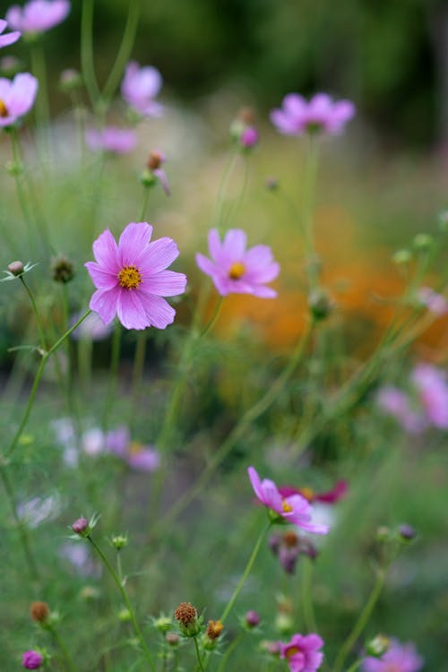 Purple Flowers on Meadow