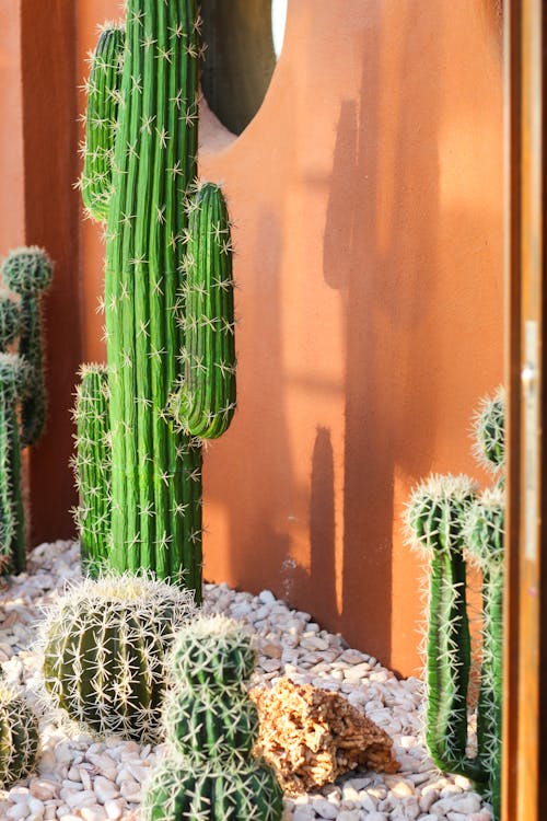 Fotos de stock gratuitas de cactus, espinas, muro