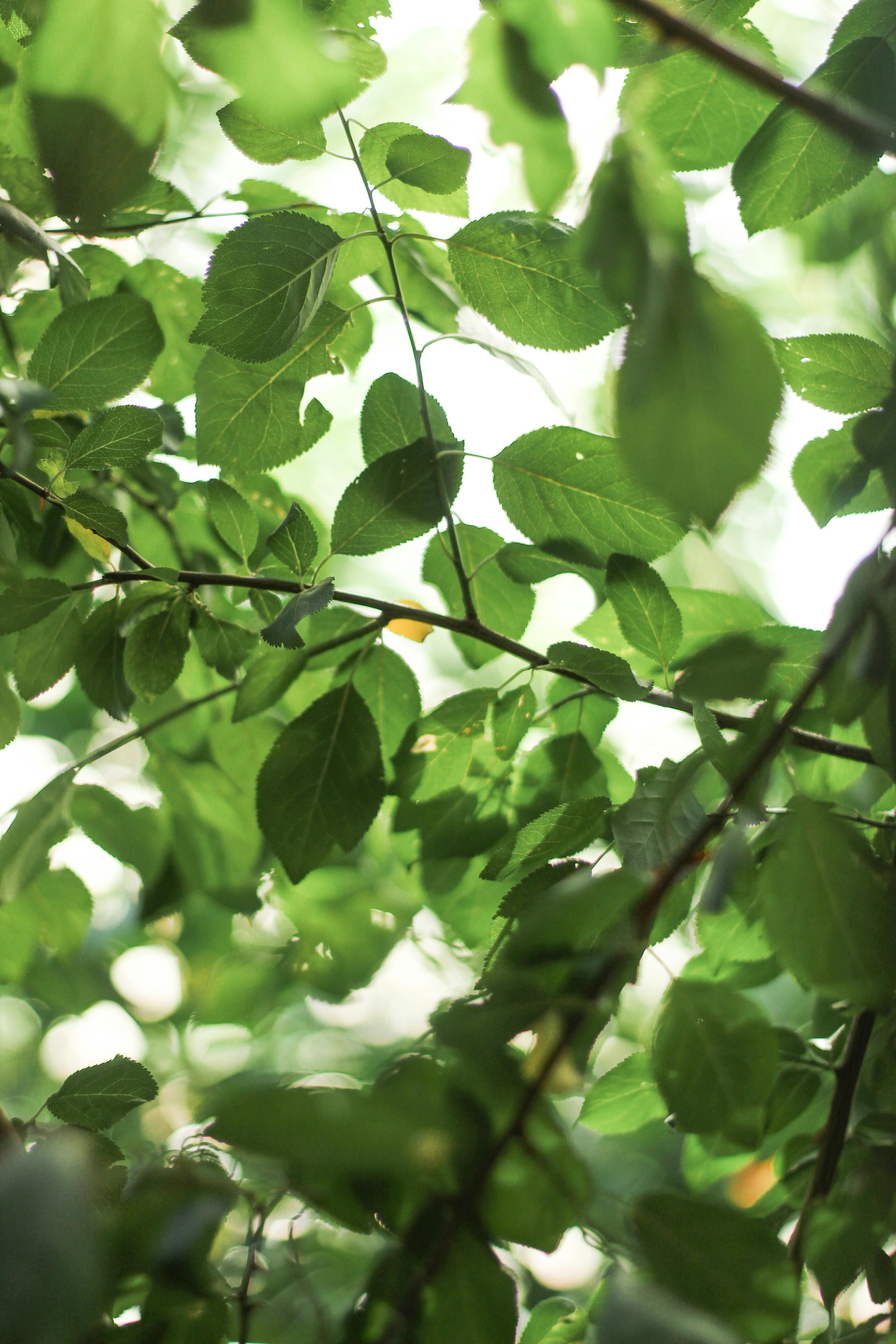 Close-up of lush green leaves in summer sunlight, showcasing vibrant natural beauty.