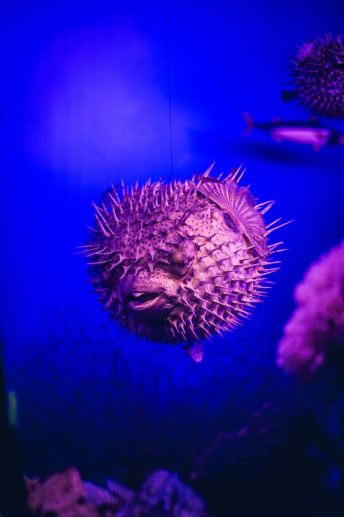 A Pufferfish Underwater