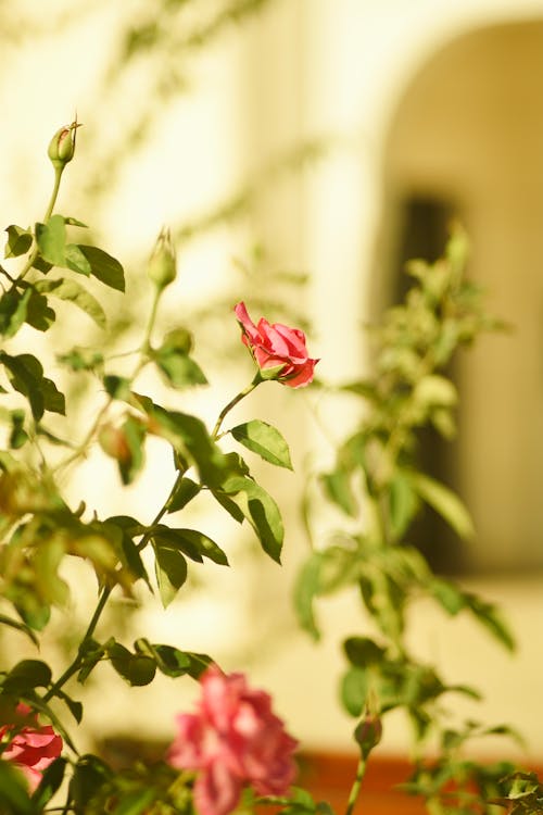 Close-up of a Shrub with Pink Roses