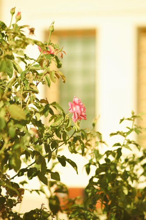 Free Vibrant pink roses bloom in summer sunlight against a blurred building background. Stock Photo
