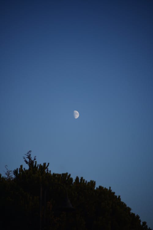 Tree Branches and the Moon at Dusk 