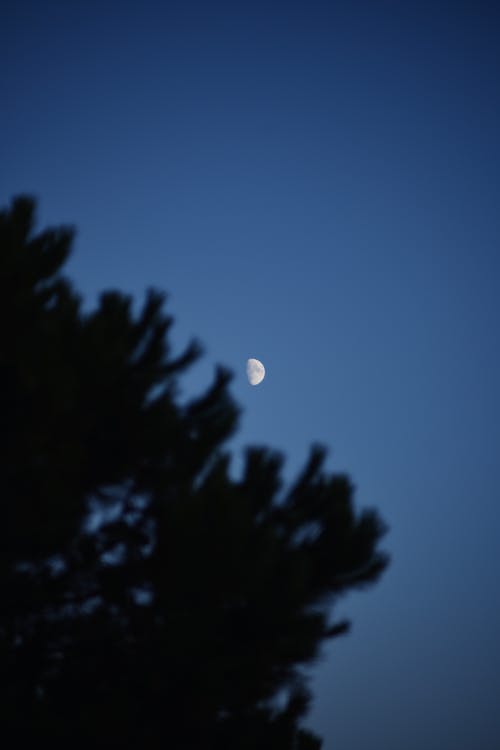 Photos gratuites de arbre, branches, lune