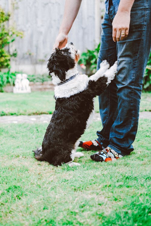 無料 子犬を保持しながら立っている男 写真素材