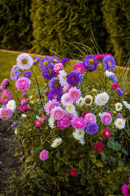 Colorful Flowers in a Garden
