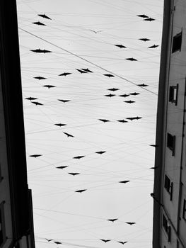 Artistic urban display of hanging bird silhouettes in a city alley, captured in monochrome.