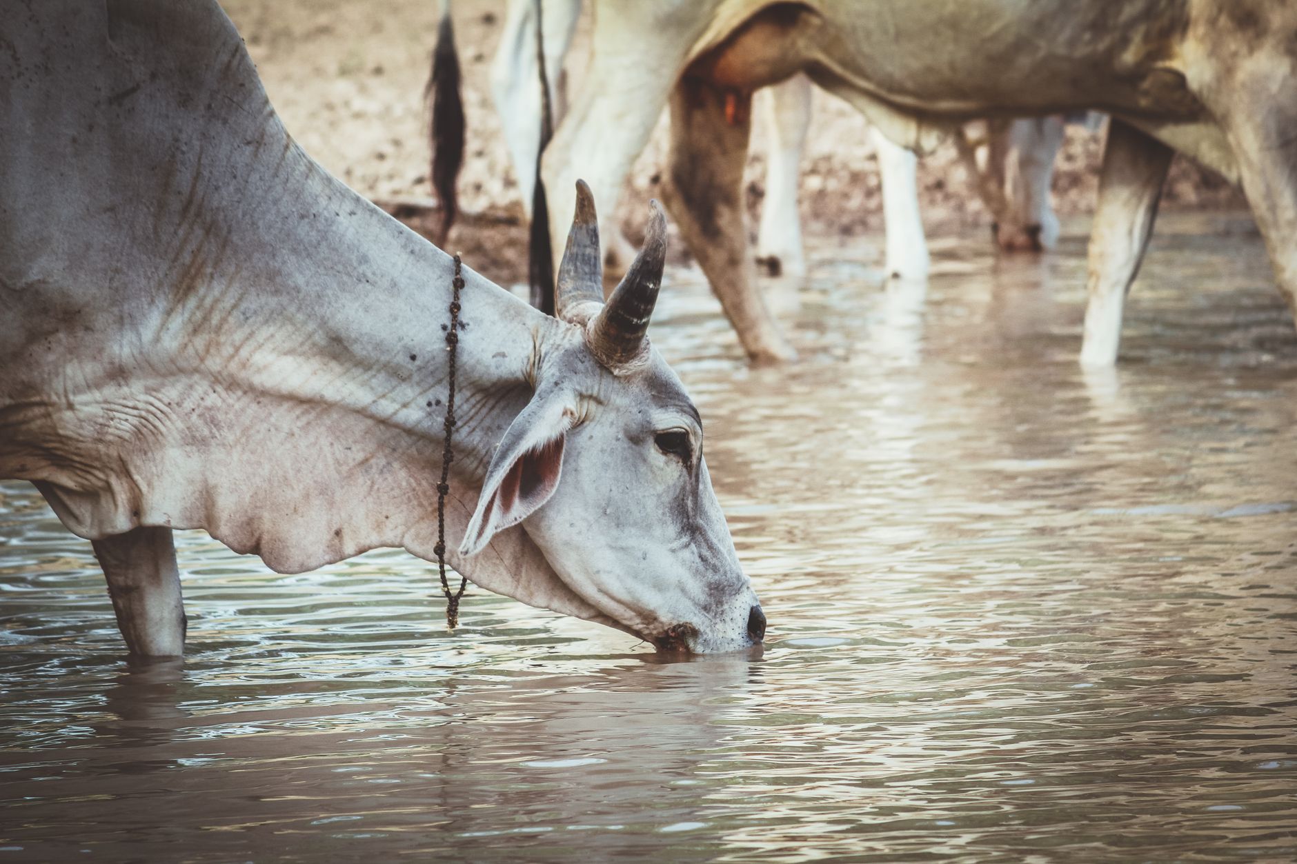 Atomberg Launches India-Wide Water Quality Map — Check Your TDS Level by PIN Code