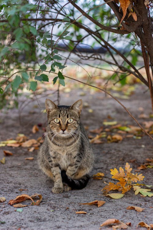 A Tabby Cat Sitting on the Ground among Autumnal Leaves 