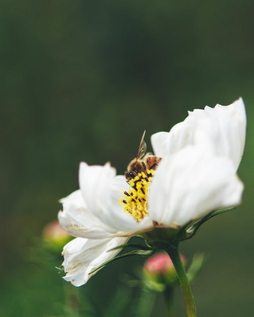 Bee on a White Flower 