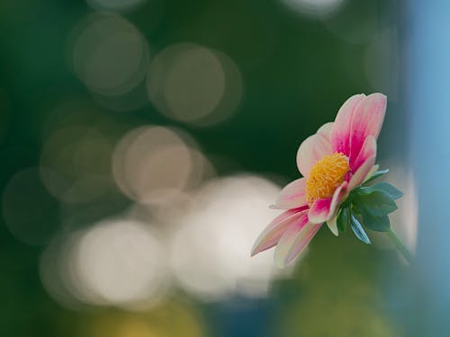 Fotobanka s bezplatnými fotkami na tému flóra, kvet, list