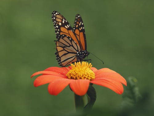 Butterfly on an Orange Flower